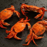 velvet crab cooked